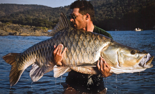 Despite its trophy status, the Cauvery river's endemic, orange-finned, hump-backed mahseer, still lacks formal scientific description.