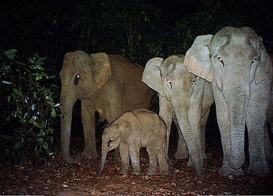 Presence of elephant families can be observed close to the linear barriers.