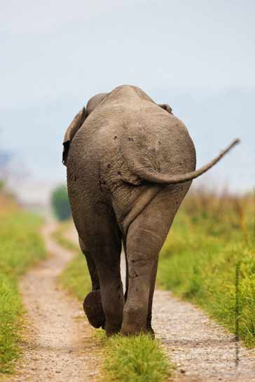 Elephant Strut