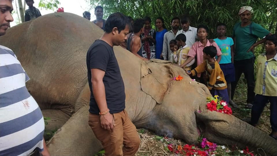 Initially thought to be a case of poisoning, it was later established that the elephant died of electrocution.