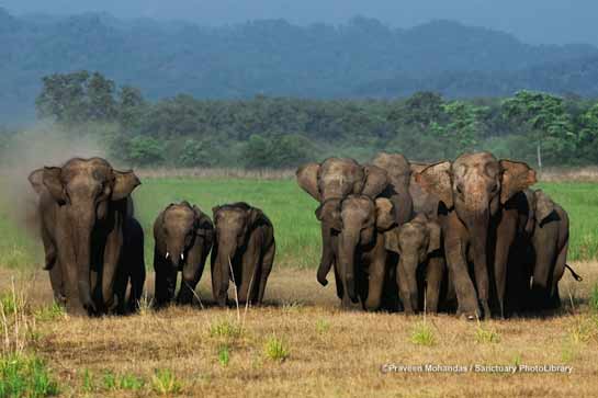 Elephant Family