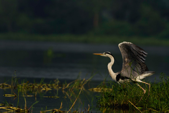 Samrat Sarkar - Image 4 Samrat Sarkar - Image 4