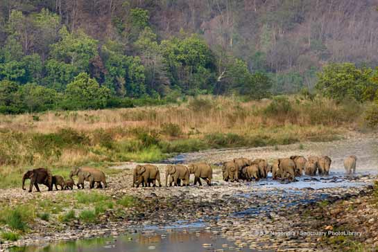 River of Elephants
