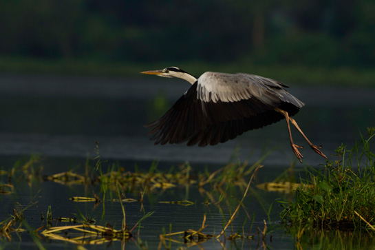 Samrat Sarkar - Image 6