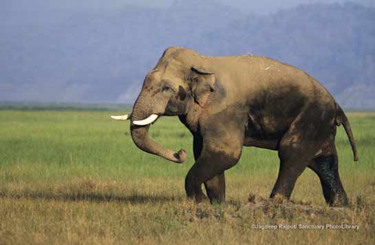 Tusker in musth