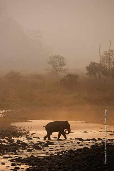 Elephant at Sunset