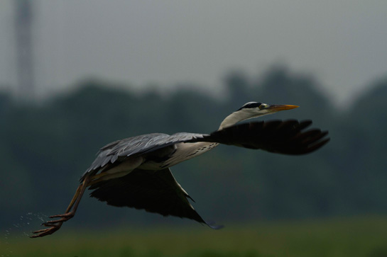 Samrat Sarkar - Image 9