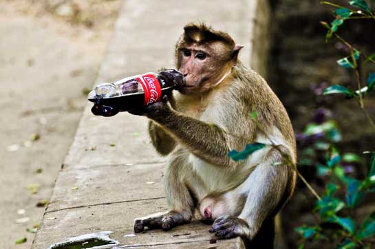 The feeding of wild animals, like this Bonnet Macaque, in Protected Areas poses serious hazards to the health of these animals, altering their feeding habits and bringing them into proximity of roads and other human structures that endanger their well-being.