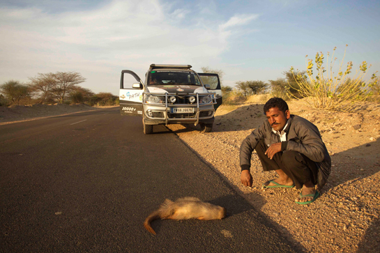 A mongoose roadkill.