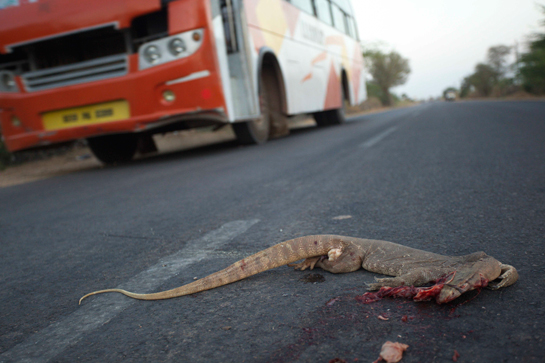 Monitor lizard roadkill.