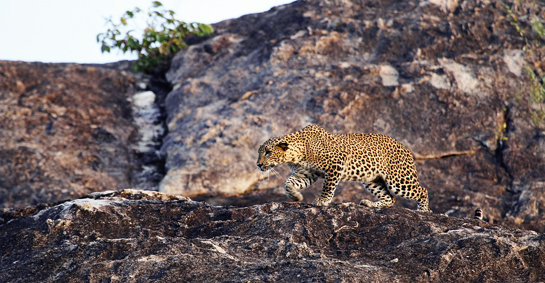This handsome young male confidently emerges on the rocky granite outcrops of Sri Lanka's Yala National Park just before sunset. The  Sri Lankan leopard Panthera pardus kotiya is believed to be a separate sub-species from its Indian counterpart Panthera pardus fusca.