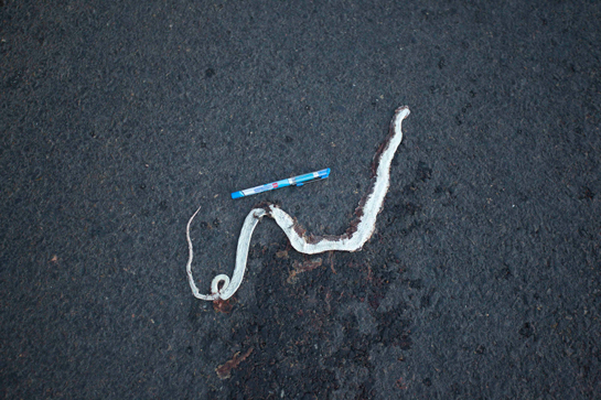 A snake roadkill.