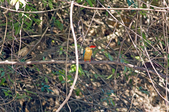 A common sight around the Tasik Muda lake, the Stork-billed Kingfisher uses a &acirc;sit-and-wait' strategy to hunt prey such as fish, frogs, crabs, rodents and young birds.