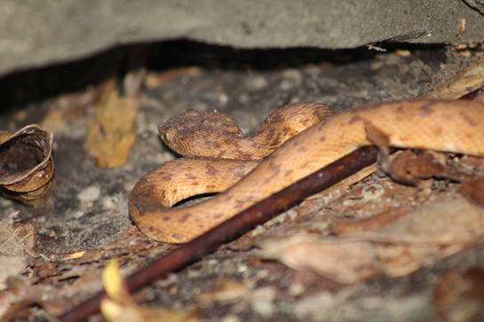 One of the three different morphs of the Andaman pit viper the author found within five metres of each other at the Kanaidaira waterfall near Wandoor, Andaman.
