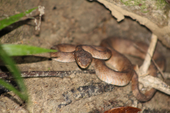 One of the three different morphs of the Andaman pit viper the author found within five metres of each other at the Kanaidaira waterfall near Wandoor, Andaman.