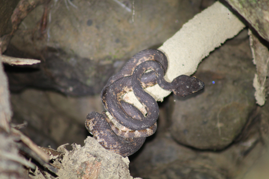 One of the three different morphs of the Andaman pit viper the author found within five metres of each other at the Kanaidaira waterfall near Wandoor, Andaman.