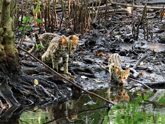 A leopard cat and her two cubs quench their thirst at a creek in Bhitarkanika.