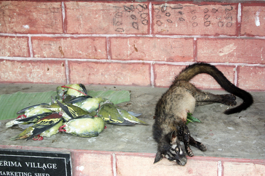 Hunting of wild animals for the pot is a largely cultural practice for Nagaland's tribes. Once what was sustainable, is now putting pressure on the dwindling wildlife.