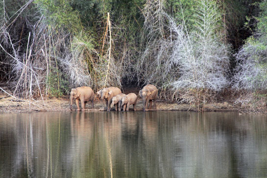 A herd of elephants in the Melagiris drink at a large waterhole. The forests of the region, ravaged during Veerappan's siege have immense potential for a recovery. Hopefully, government agencies will work with better commitment and help recover the forests here.