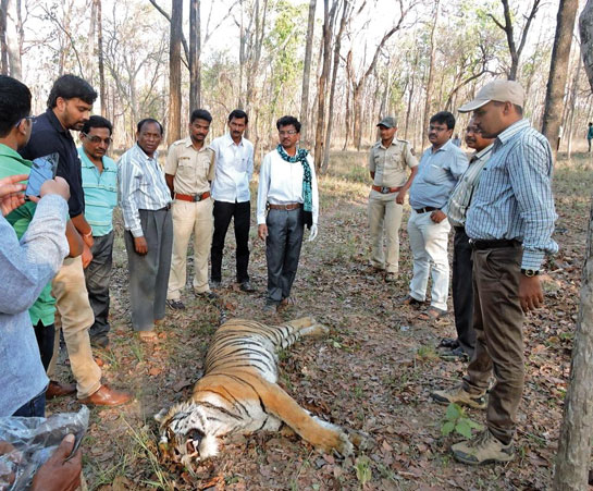 Forest officials and SEWA's members inspect the body of the tigress Mai, who was killed in a fight with a gaur, at Nagzira.