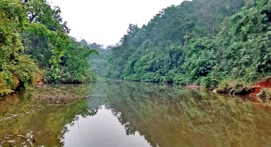 Located to the east of Guwhati city in Assam, the Amchang Wildlife Sanctuary is a perfect getaway for those seeking to reconnect with nature.