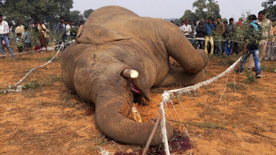 Electrocuted male elephant in Raja Ram Rathia's field.