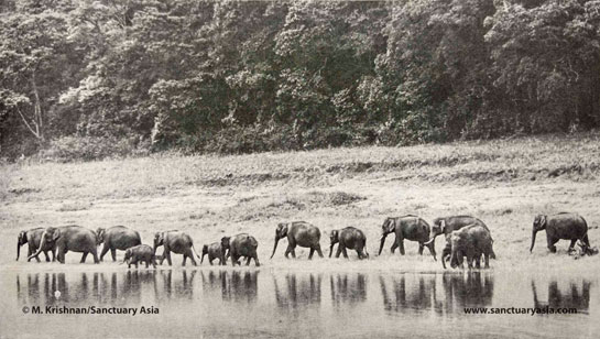 A herd sauntering along the Periyar lake, Elephant habitats are in dire need of protection.