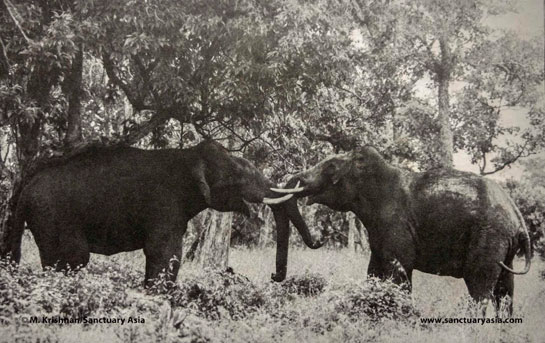 A mock battle between two young bulls at the Bandipur Tiger Reserve Karnataka. Such play activity is an important part of the learning process for elephants.