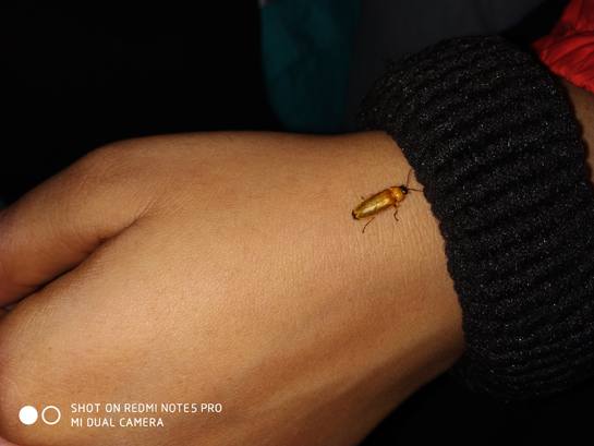A firefly finds a resting spot. These diminutive species appear ordinary looking, until the night falls, when these nocturnal beetles come out in thousands and synchronise their flashes in one of nature's most extraordinary spectacles.