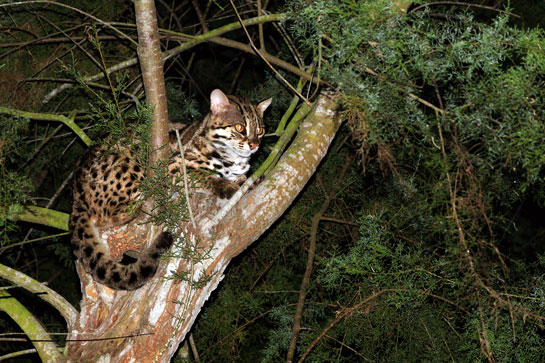 The Bhitarkanika Wildlife Sanctuary and National Park is home to the three elusive lesser cats - the leopard cat (seen here), jungle cat and fishing cat.