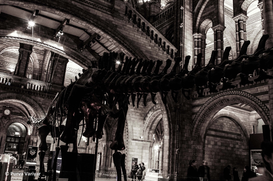 Earth's dynamic history has seen &acirc;The Big Five' mass extinctions that have shaped the life today, the most famed one being the Cretaceous- Tertiary mass extinction in which perished the dinosaurs among several other species.