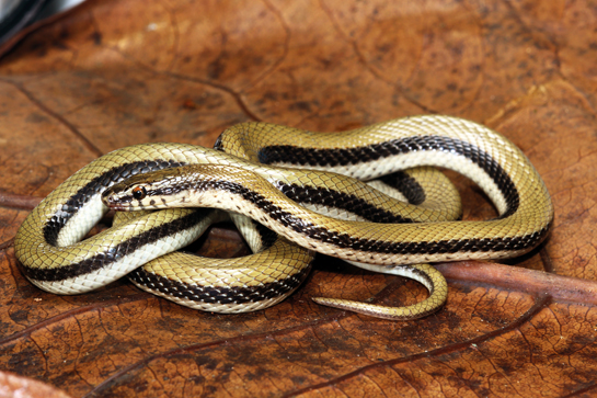 The new snake genus, Wallaceophis, is named after Alfred Russel Wallace for his pioneering work on biogeography, and for co-discovering the theory of natural selection. The species name, gujaratensis acknowledges the state of Gujarat, where the snake was discovered.