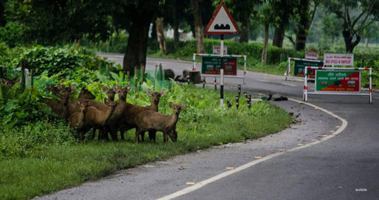 A herd of hog deer spotted along the National Highway in Kaziranga