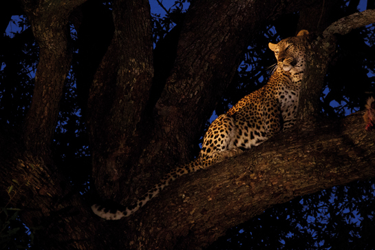 A female leopard called Shikavi looks down from the safety of a lead wood tree in South Africa's Sabi-Sands Game Reserve. Leopards here seem comfortable with tourist presence, and it is not uncommon to see several different spotted cats daily.