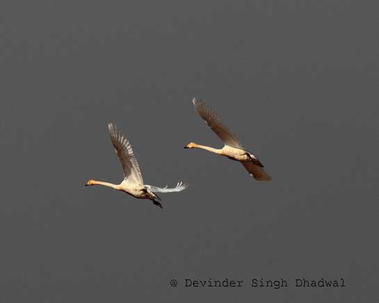The sighting of a mated pair of Whooper Swans on the shores of Himachal Pradesh's Pong Lake was rejoiced by ornithologists and birders across India.