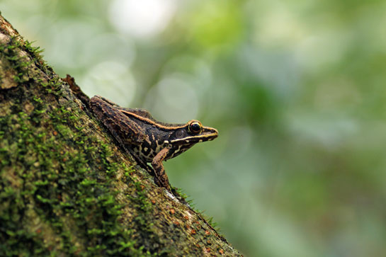 Chandan and Paro are passionate about macrophotography and hope to make a film about Pakke's little lifeforms.