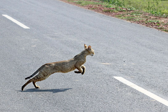A jungle cat leaps anxiously across a tar road intruding into its forest home.