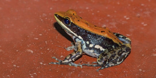 The colouration on the frog's back resembles the red bark fungus growing on trees on which it is often found.