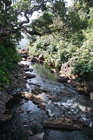 A stream gurgles past the edges of the one-mile corridor. The KMTR forests are crucial to the water security of the lower plains of Tirunelveli and Tuticorin districts.