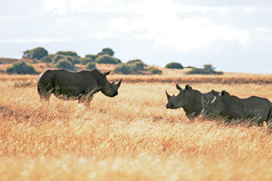 Three critically endangered white rhinos in the Highveld Grassland of Mpumalanga, South Africa. Tragically, all three individuals were subsequently killed in an act of &acirc;wildlife terrorism'.
