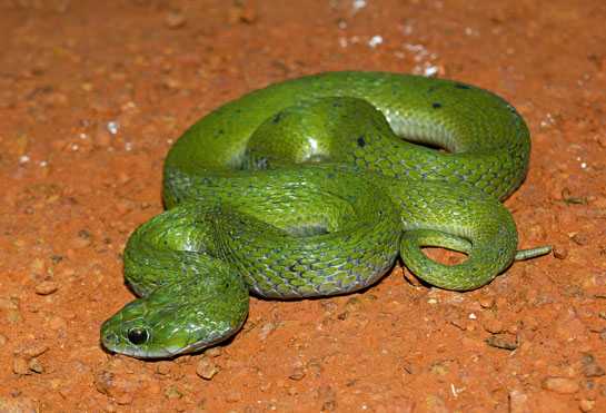While the green keelback is certainly a rare snake, it isn't an impossible snake to find.