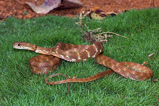 Forsten's cat snake, the largest among all cat snakes in India, is named for its large, cat-like eyes. 