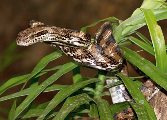 The mildly-venomous Forsten's cat snake is mainly nocturnal, emerging at night to hunt for rats, lizards, birds and other prey.