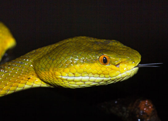 The bamboo pit viper has heat-sensing organs called pits between its eye and nostril that allow it to detect the location of its prey with amazing accuracy.