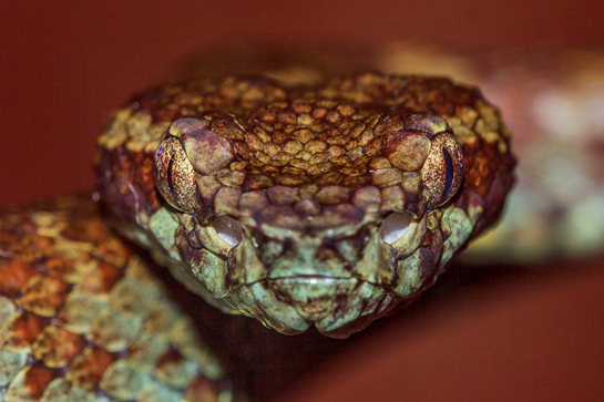 The Malabar pit viper has a heat-sensitive pit located in between the eye and nostril.