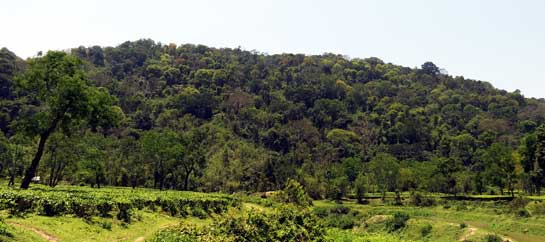 The worrisome losses in the initial stages of turning Hathikuli organic are fast being put to rest. Such corporate initiatives can make a world of difference to the protection of the grasslands that form the backbone of the Kaziranga landscape.