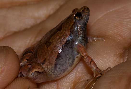 The ornate narrow mouthed frog Microhyla ornata is one of India's  smallest amphibians, growing up to lengths of only about 2.5 cm. This non-venomous herp is very active, capable of long jumps and usually remaining hidden among long grasses.