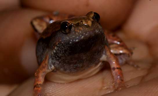 Most frogs belonging to genus Microhylidae, including the ornate narrow-mouthed frog, are burrowers, using the flat spades on the heels of their feet to help them dig backward into the soil. They often remain underground during dry periods, emerging only in the monsoons.
