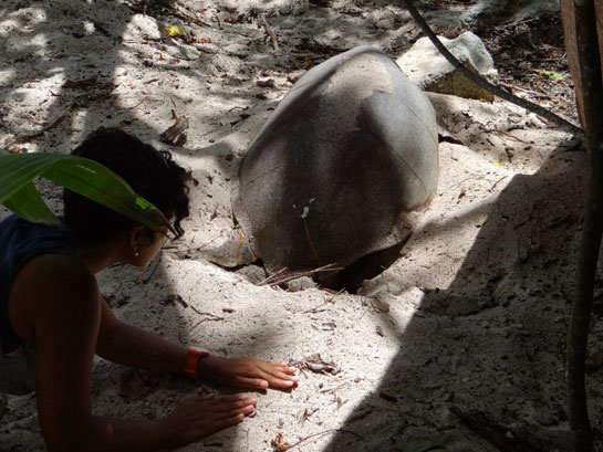 At a workshop and volunteer program at the Durrell Wildlife Institute, a conservation program in Seychelles for the hawksbill turtle.