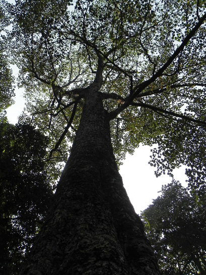 Over 50,000 trees were inundated during the construction of the Bagaha-Chitauni rail link that bisects the Madanpur Range.. India is acting in haste by whittling away at our natural survival assets and our children will be made to repent at leisure.